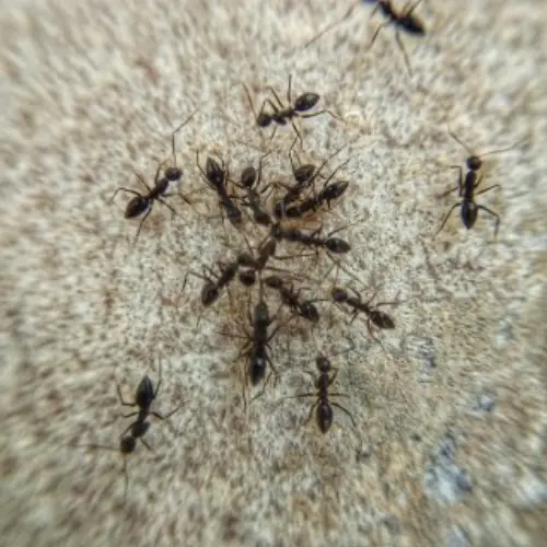 Ant-Control--in-Pico-Rivera-California-ant-control-pico-rivera-california.jpg-image