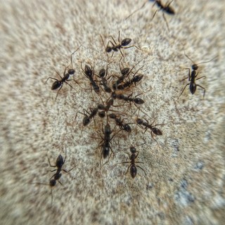 Ant-Control--in-Walnut-California-ant-control-walnut-california.jpg-image