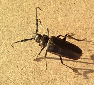Beetle-Control--in-Compton-California-beetle-control-compton-california.jpg-image