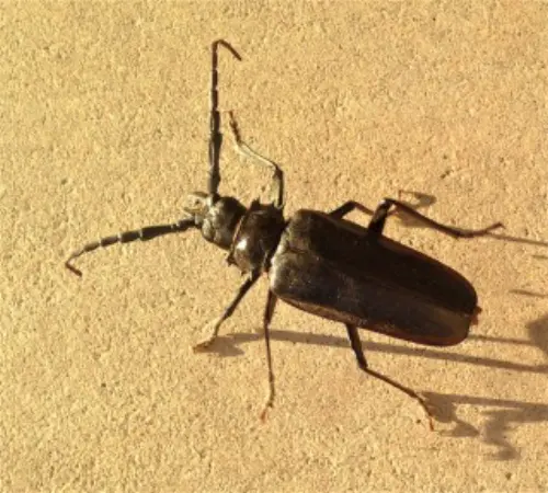 Beetle-Control--in-Pico-Rivera-California-beetle-control-pico-rivera-california.jpg-image