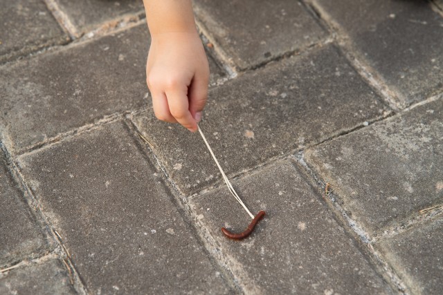 Centipede-Removal--in-El-Segundo-California-centipede-removal-el-segundo-california.jpg-image