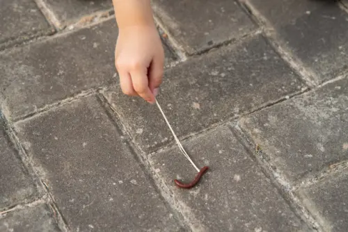 Centipede-Removal--in-Manhattan-Beach-California-centipede-removal-manhattan-beach-california.jpg-image
