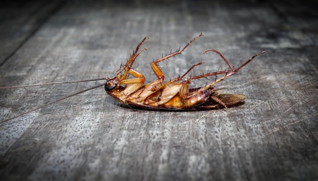 Cockroach-Removal--in-Compton-California-cockroach-removal-compton-california.jpg-image