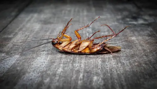 Cockroach-Removal--in-Pico-Rivera-California-cockroach-removal-pico-rivera-california.jpg-image