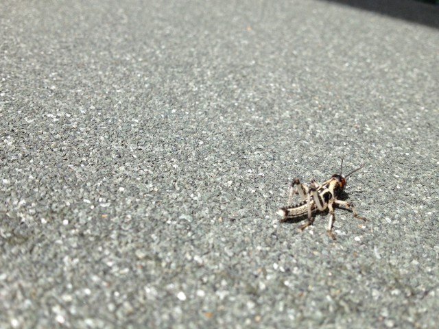Cricket-Control--in-Carson-California-cricket-control-carson-california.jpg-image