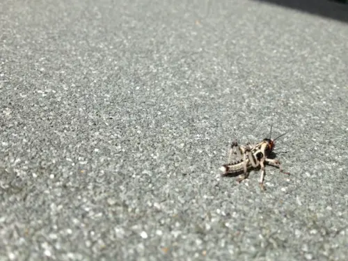 Cricket-Control--in-Pico-Rivera-California-cricket-control-pico-rivera-california.jpg-image