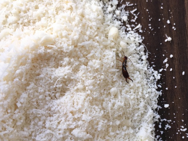 Earwig-Removal--in-Carson-California-earwig-removal-carson-california.jpg-image