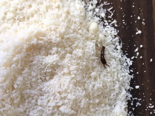 Earwig-Removal--in-Gardena-California-earwig-removal-gardena-california.jpg-image