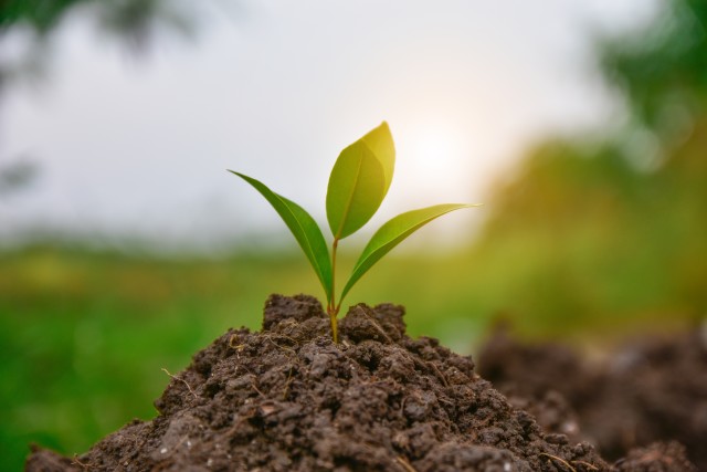 Environment-Friendly-Pest-Control-Formulas--in-North-Hollywood-California-environment-friendly-pest-control-formulas-north-hollywood-california.jpg-image