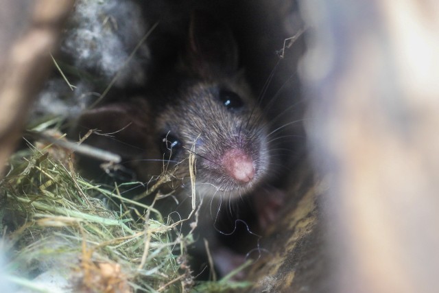 Mice-Extermination--in-Tarzana-California-mice-extermination-tarzana-california.jpg-image