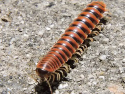 Millipede-Removal--in-Sherman-Oaks-California-millipede-removal-sherman-oaks-california.jpg-image