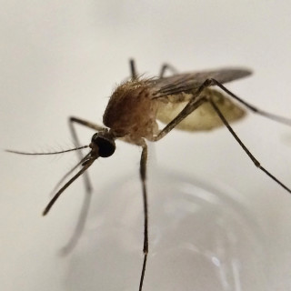 Mosquito-Control--in-Littlerock-California-mosquito-control-littlerock-california.jpg-image