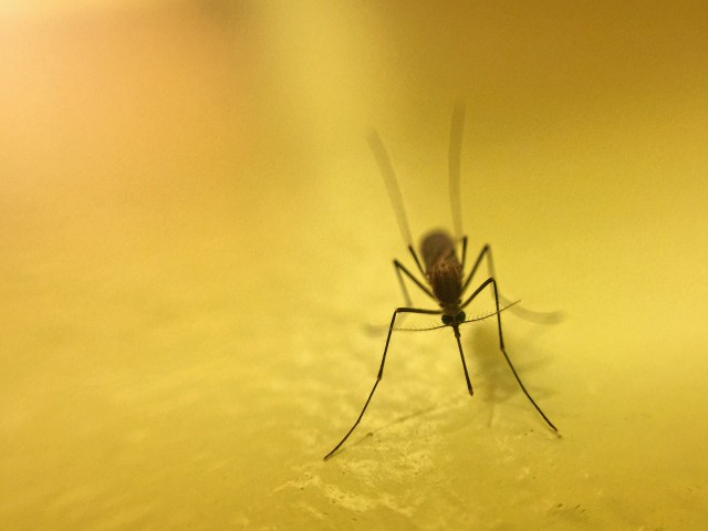 Mosquito-Removal--in-Carson-California-mosquito-removal-carson-california.jpg-image