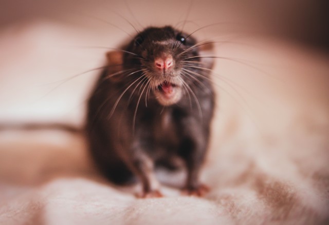 Rat-Control--in-Norwalk-California-rat-control-norwalk-california.jpg-image
