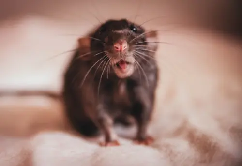 Rat-Control--in-Pico-Rivera-California-rat-control-pico-rivera-california.jpg-image