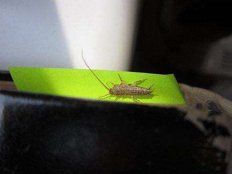 Silverfish-Removal--in-Lakewood-California-silverfish-removal-lakewood-california.jpg-image
