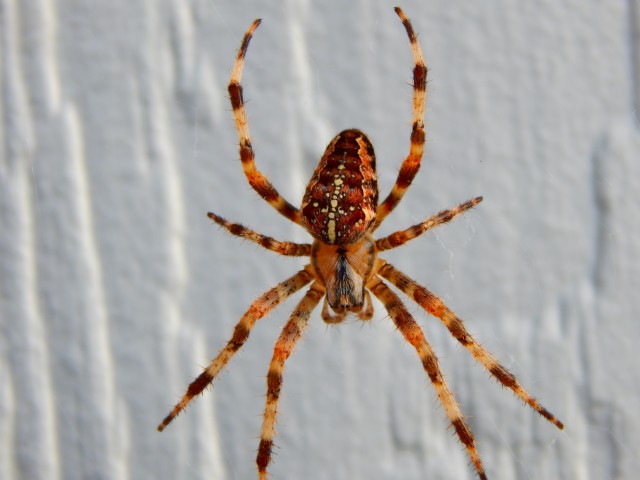 Spider-Removal--in-Acton-California-spider-removal-acton-california.jpg-image