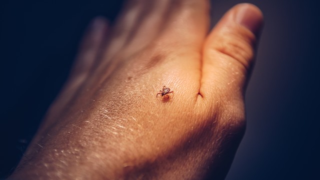 Tick-Control--in-Compton-California-tick-control-compton-california.jpg-image