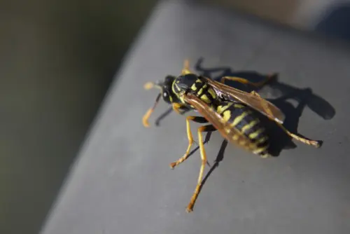 Wasp-Removal--in-Pico-Rivera-California-wasp-removal-pico-rivera-california.jpg-image