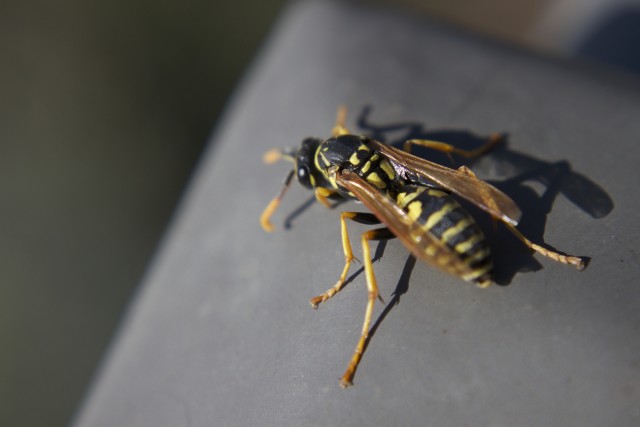 Wasp-Removal--in-Rowland-Heights-California-wasp-removal-rowland-heights-california.jpg-image